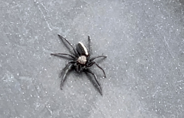 Menemerus dimidius