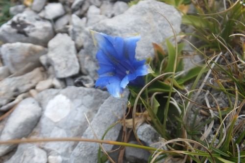 Image of Gentiana dinarica by (c) Emanuele Santarelli, some rights reserved (CC BY-SA)