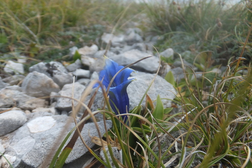 Image of Gentiana dinarica by (c) Emanuele Santarelli, some rights reserved (CC BY-SA)