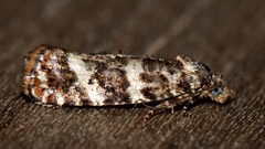 Scolioplecta comptana