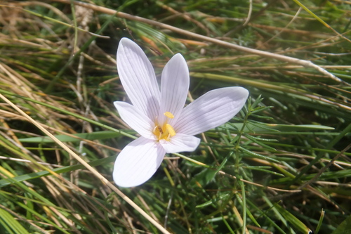 Colchicum alpinum (Colchicum alpinum)