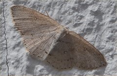 Cyclophora pendulinaria
