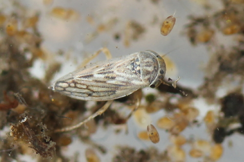 Bythoscopus observed 2014-03-24