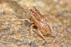 Megophthalminae