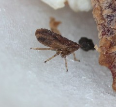 Megophthalminae