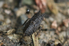 Megophthalminae