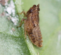 Megophthalminae