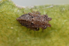 Megophthalminae