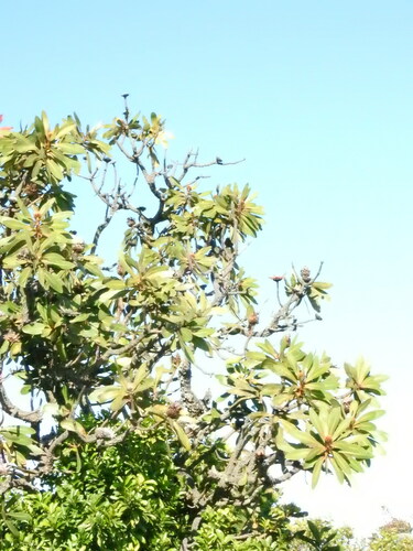Protea rubropilosa, photograph 6