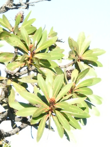 Protea rubropilosa, photograph 5