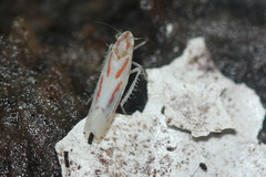 Dikrella cruentata