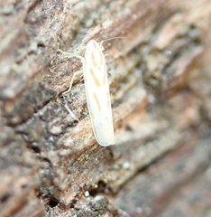 Dikrella cruentata