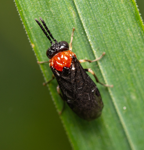 Eutomostethus ephippium nuotrauka