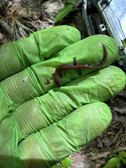 Plethodon cinereus image