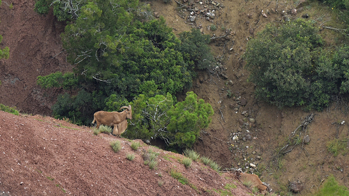 Aoudad