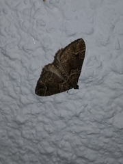 Catarhoe basochesiata