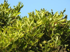 Umbrella Tree (Neocussonia umbellifera)