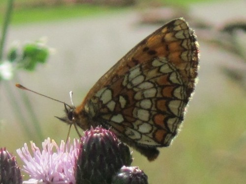 Heath Fritillary, 6731 Otterlo, Nederland, photo 7 of 10