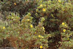 Hibbertia cuneiformis