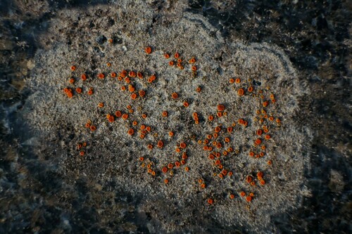 Caloplaca subpallida