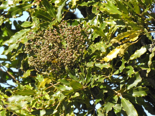 Image of Neocussonia umbellifera by (c) katuchka, some rights reserved (CC BY)