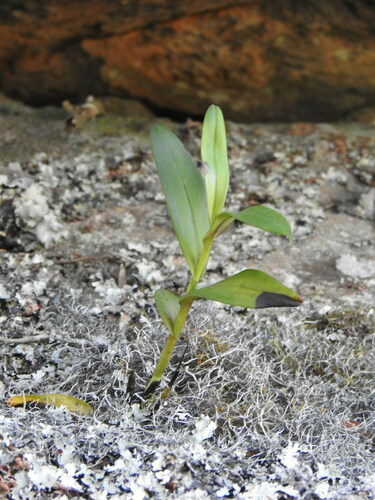 Image of Polystachya transvaalensis by (c) katuchka, some rights reserved (CC BY)