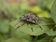 Brochymena chelonoides
