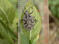 Brochymena chelonoides