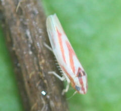 Erythridula noeva