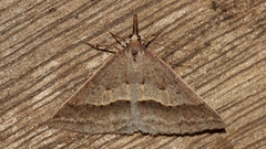 Epidesmia hypenaria