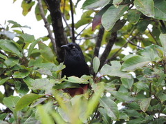 Hypopyrrhus pyrohypogaster