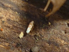 Erythroneura acuticephala