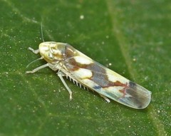 Erythroneura elegans