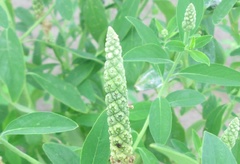 Sphenoclea zeylanica