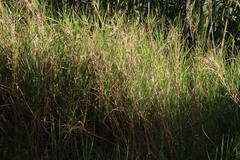 Echinochloa pyramidalis