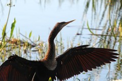 Anhinga anhinga leucogaster