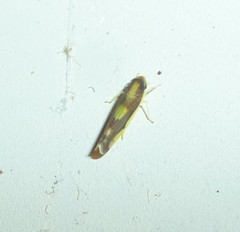 Eupteryx flavoscuta