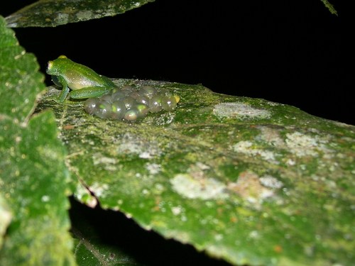 Centrolene savagei