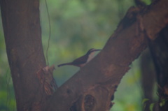Campylorhynchus chiapensis