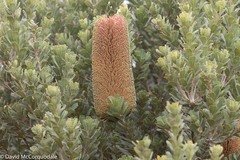 Banksia praemorsa