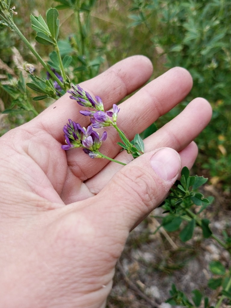 Sand Lucerne from Детская поликлиника, Ульяновск, Ульяновская обл ...