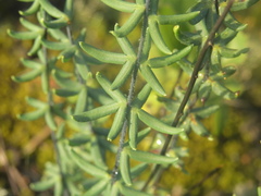 Pellaea ternifolia brandegeei