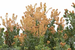 Banksia praemorsa
