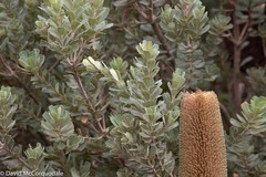 Banksia praemorsa
