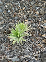 Argyroxiphium × Dubautia