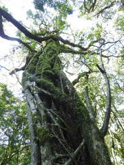 Ficus craterostoma, photograph (c) katuchka, some rights reserved (CC BY)