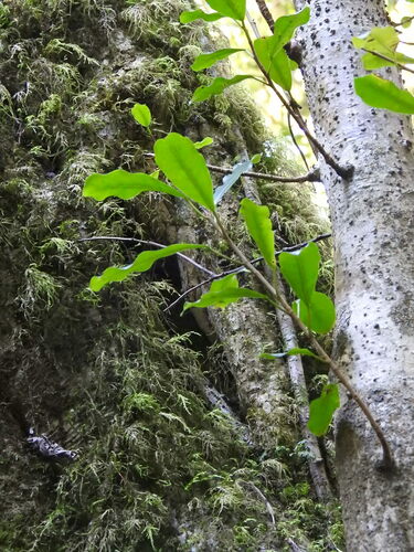 Ficus craterostoma, photograph 4