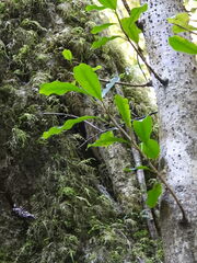 Ficus craterostoma, photograph (c) katuchka, some rights reserved (CC BY)