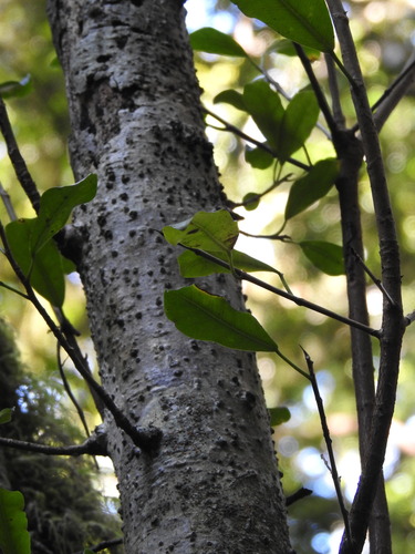 Ficus craterostoma, photograph 6