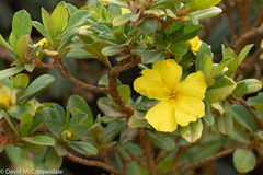 Hibbertia cuneiformis